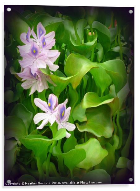 Water Hyacinth Acrylic by Heather Goodwin