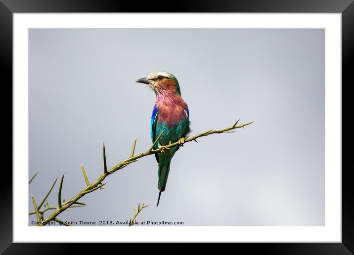 Lilac-Breasted Roller Framed Mounted Print by Keith Thorne