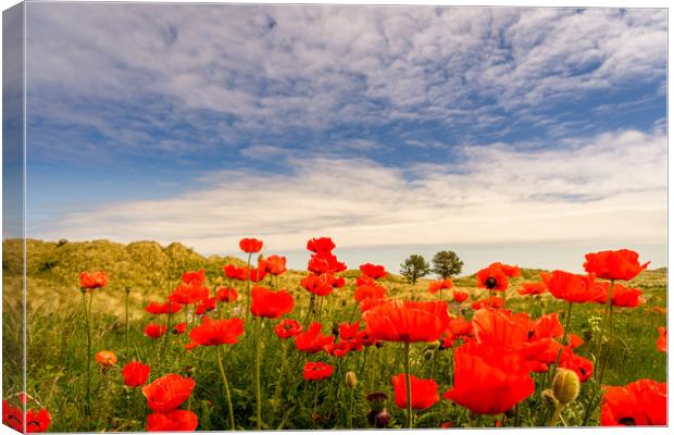 Poppy fields of Bamburgh Canvas Print by Naylor's Photography