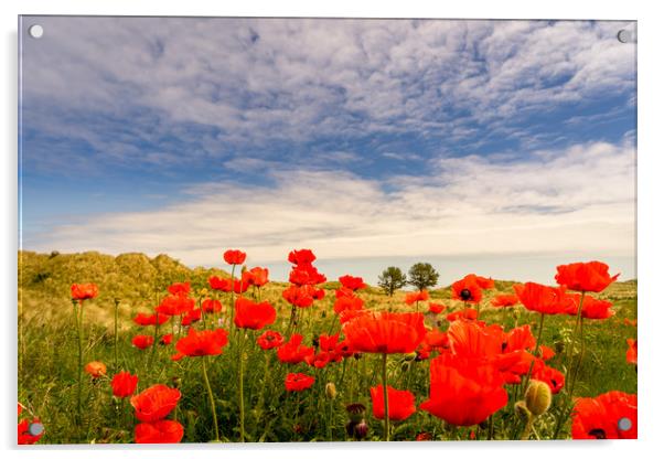 Poppy fields of Bamburgh Acrylic by Naylor's Photography