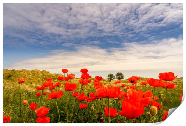 Poppy fields of Bamburgh Print by Naylor's Photography