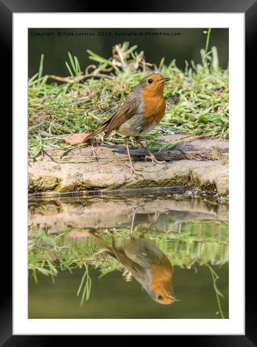 Robin Reflection Framed Mounted Print by Pete Lawless