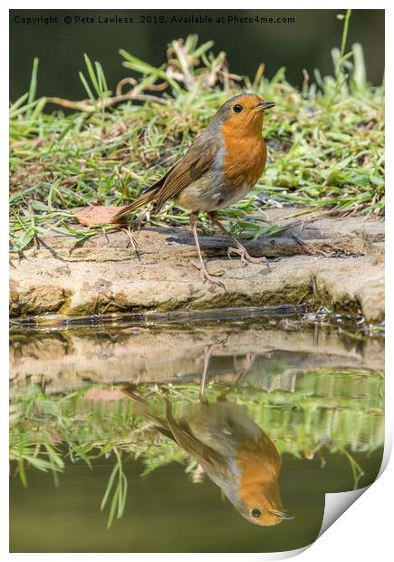 Robin Reflection Print by Pete Lawless