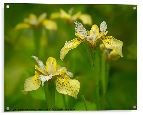 Golden Iris Acrylic by Robert Murray