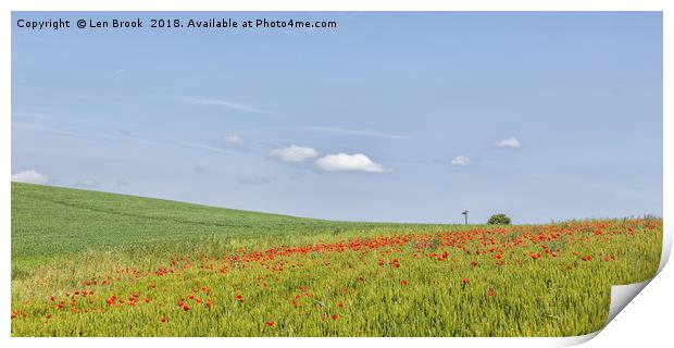 Poppy Fields of North Lancing Print by Len Brook