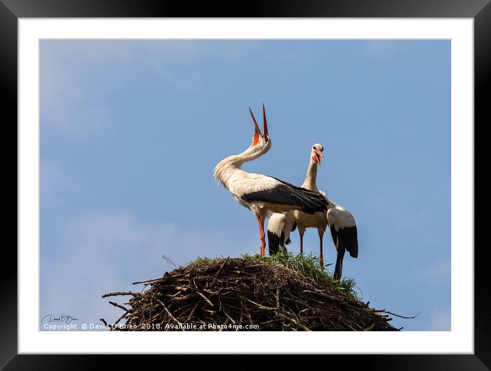 White Storks Laughing Framed Mounted Print by David O'Brien