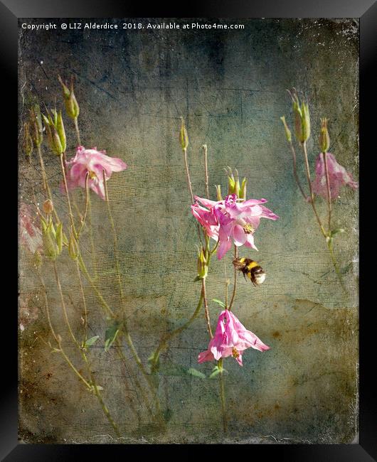 Pink Columbine Framed Print by LIZ Alderdice
