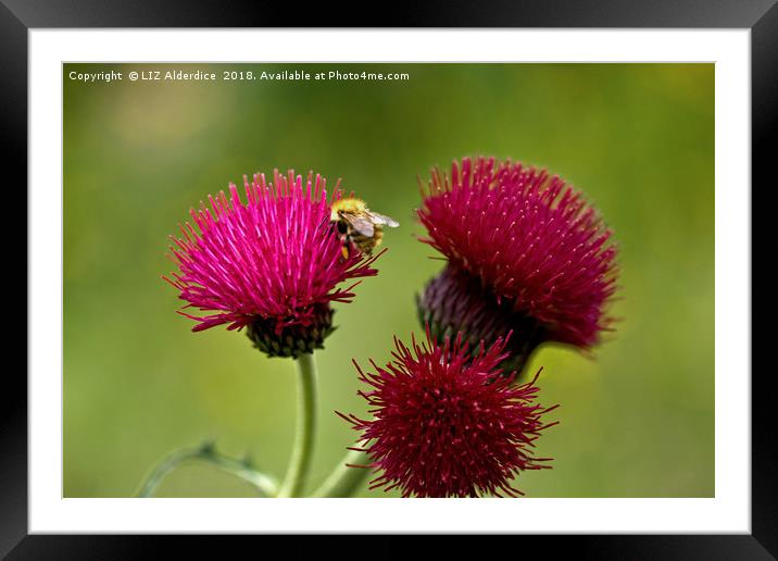 Plume Thistle and Bee Framed Mounted Print by LIZ Alderdice
