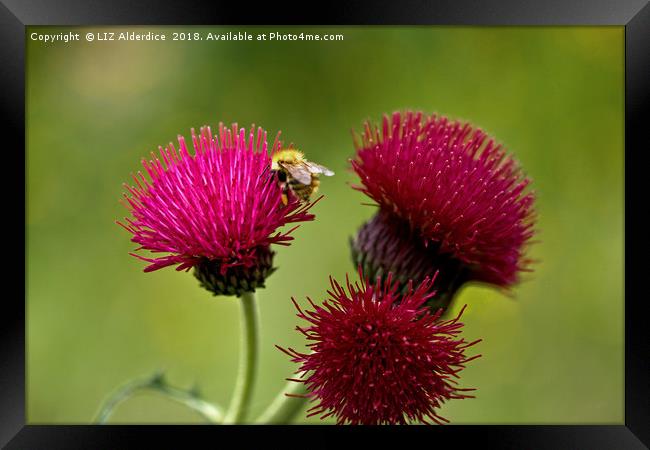 Plume Thistle and Bee Framed Print by LIZ Alderdice