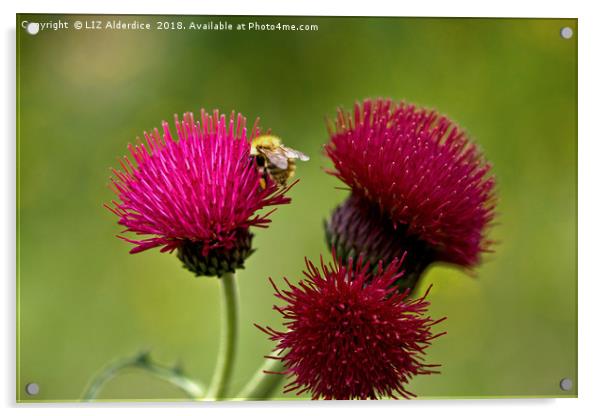 Plume Thistle and Bee Acrylic by LIZ Alderdice