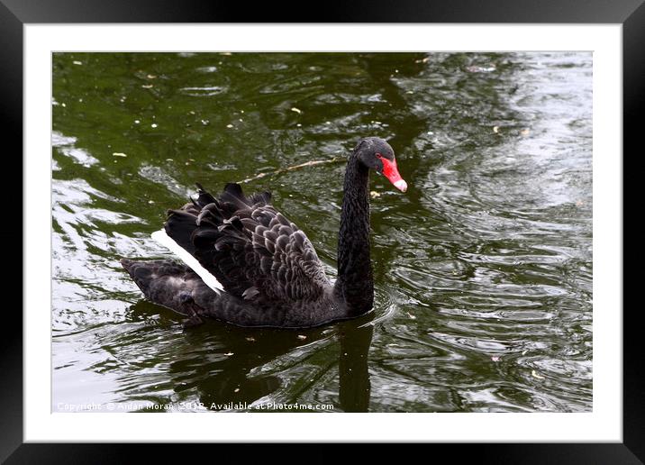 Black Swan In St James's Park  Framed Mounted Print by Aidan Moran