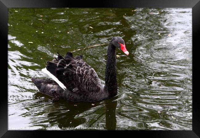 Black Swan In St James's Park  Framed Print by Aidan Moran