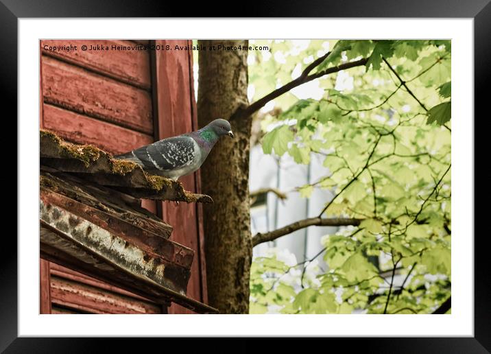 Pigeon Watching Over The Street Framed Mounted Print by Jukka Heinovirta