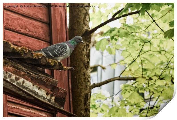 Pigeon Watching Over The Street Print by Jukka Heinovirta