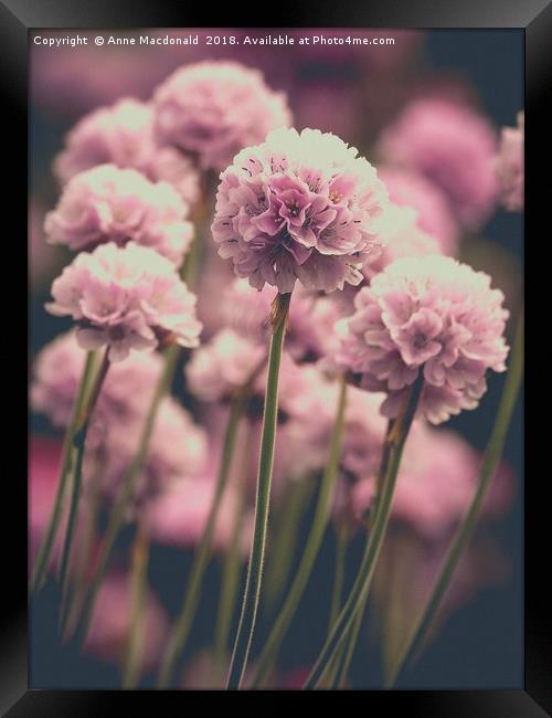 Sea Pinks or Thrift Framed Print by Anne Macdonald