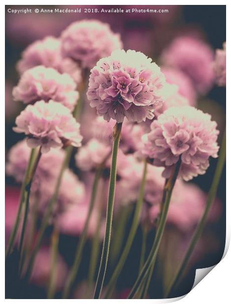 Sea Pinks or Thrift Print by Anne Macdonald
