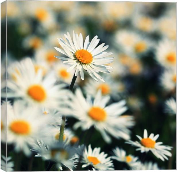 Bright Daisy Faces Canvas Print by Anne Macdonald