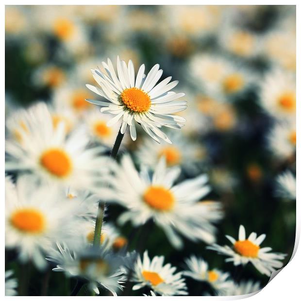 Bright Daisy Faces Print by Anne Macdonald