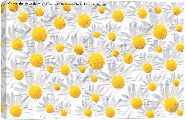Ox-eye daisy montage Canvas Print by Graham Chance