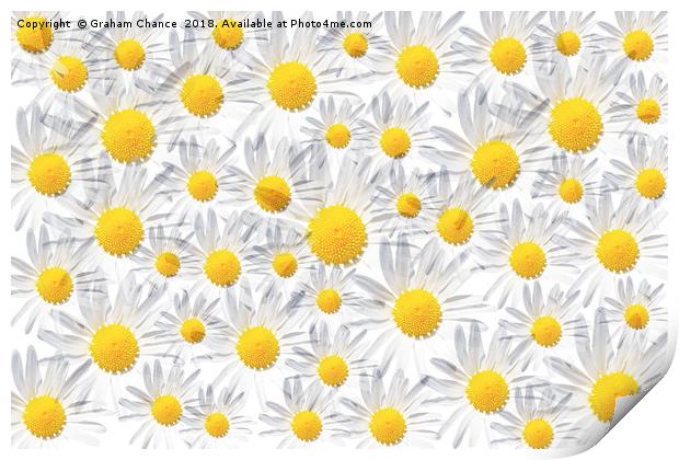 Ox-eye daisy montage Print by Graham Chance