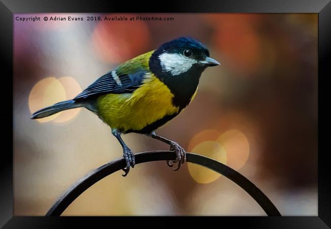 Great Tit Framed Print by Adrian Evans
