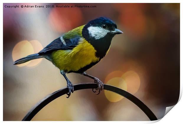 Great Tit Print by Adrian Evans