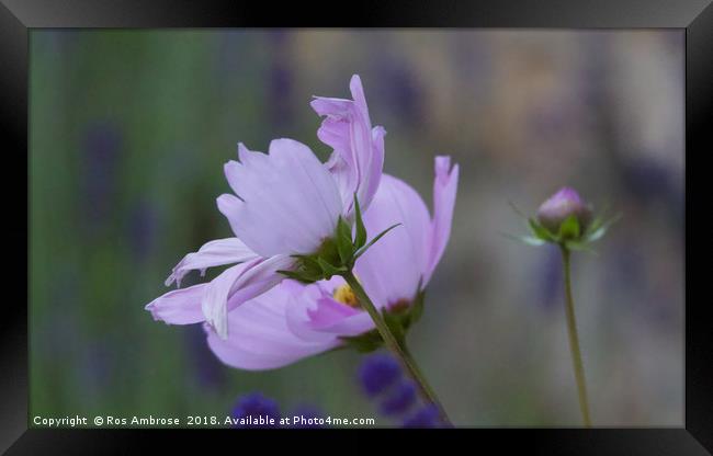 Cosmos Framed Print by Ros Ambrose