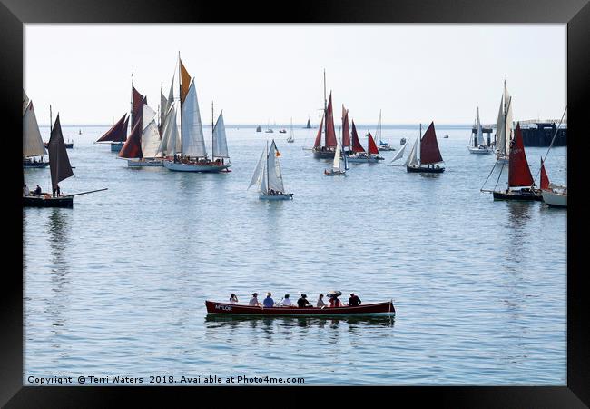 Mylor Gig at the Falmouth Classics Parade Framed Print by Terri Waters