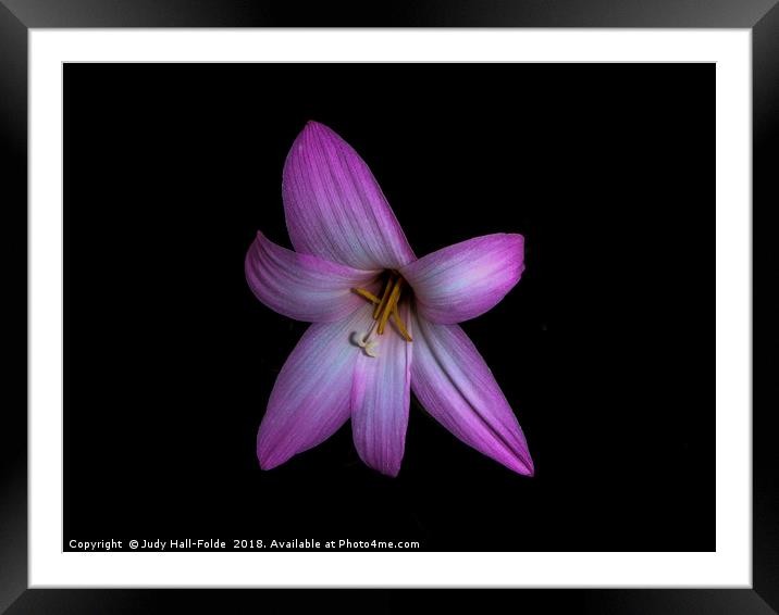 Solo in Pink Framed Mounted Print by Judy Hall-Folde