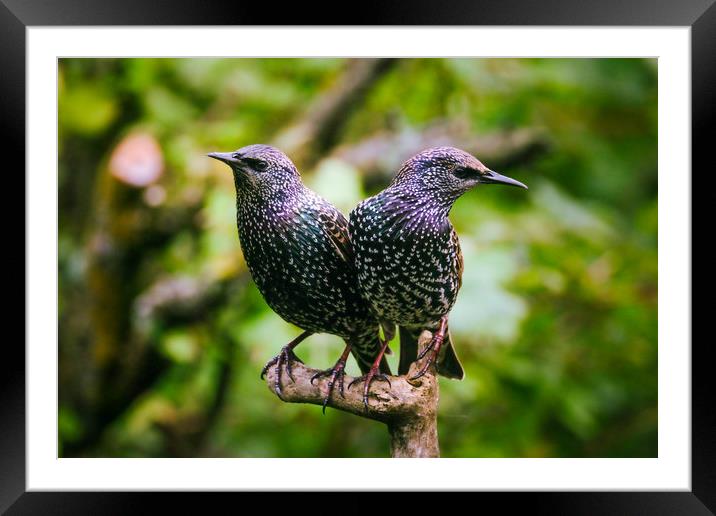 Two Beautiful Starlings Framed Mounted Print by Anne Macdonald