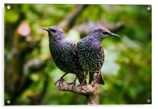 Two Beautiful Starlings Acrylic by Anne Macdonald
