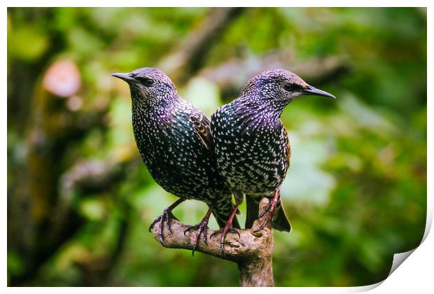 Two Beautiful Starlings Print by Anne Macdonald