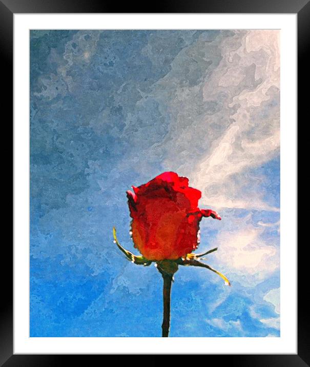 single rose Framed Mounted Print by dale rys (LP)