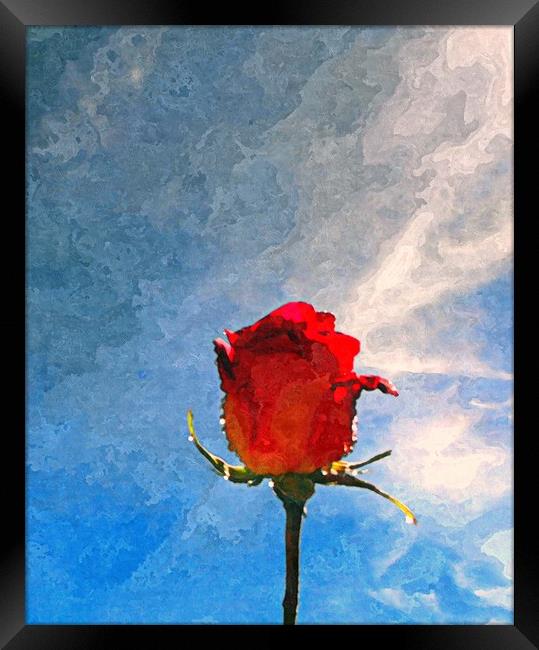 single rose Framed Print by dale rys (LP)