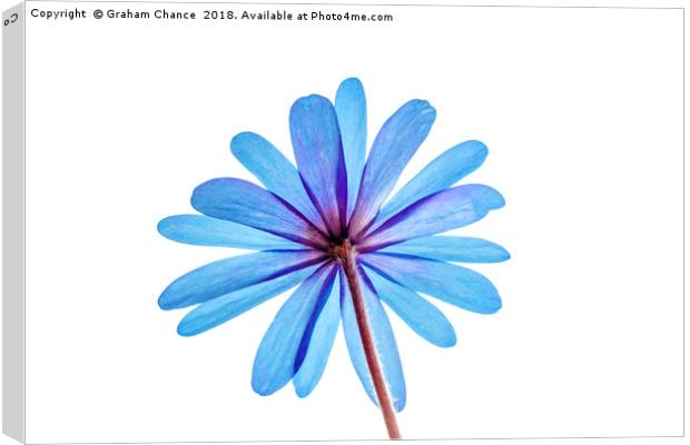 Anemone Canvas Print by Graham Chance