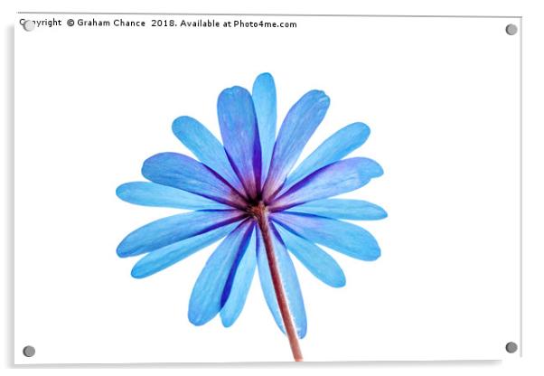 Anemone Acrylic by Graham Chance