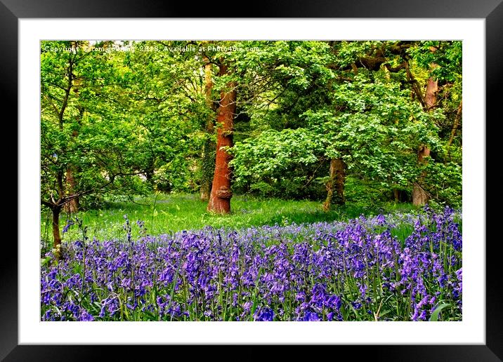 Bluebells of Spring Framed Mounted Print by tom downing