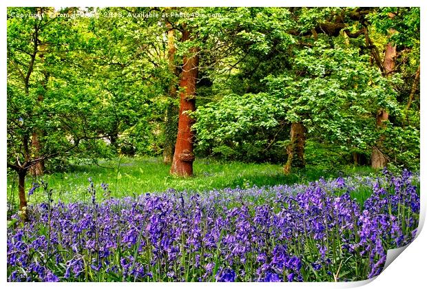 Bluebells of Spring Print by tom downing