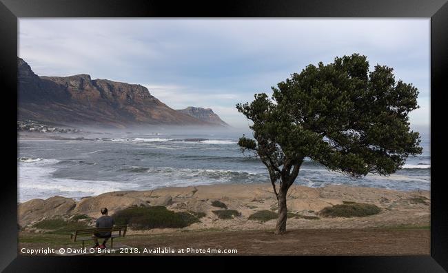 Taking a break, Cape peninsula, South Africa Framed Print by David O'Brien