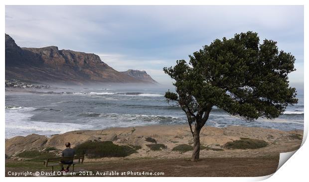 Taking a break, Cape peninsula, South Africa Print by David O'Brien