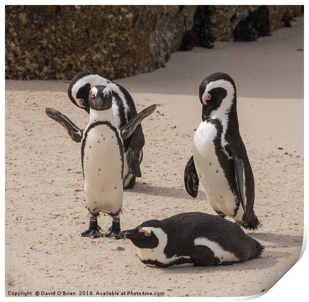 African Penguins Print by David O'Brien