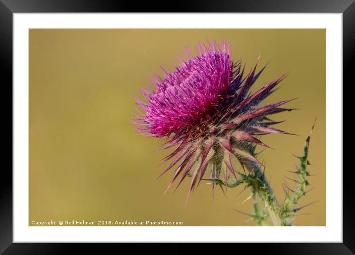 Thistle Framed Mounted Print by Neil Holman