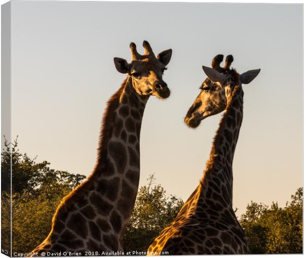 African Giraffes in morning light Canvas Print by David O'Brien