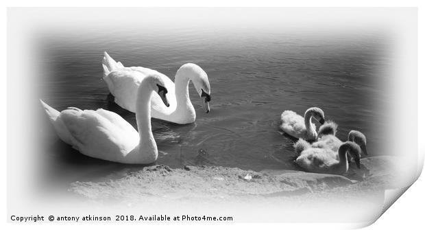 Herrington's Swans Print by Antony Atkinson