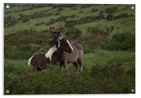 Wild Dartmoor Foals Acrylic by rawshutterbug 