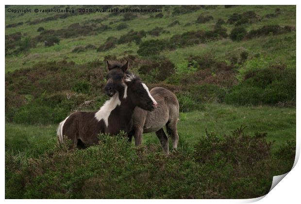 Wild Dartmoor Foals Print by rawshutterbug 