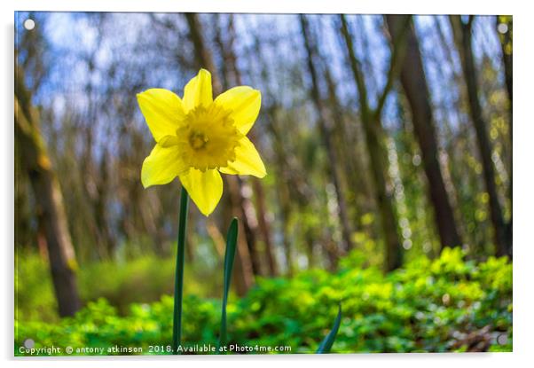 The Narcissus Daffodil Acrylic by Antony Atkinson
