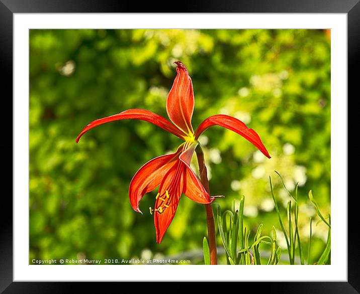 Aztec Lily Framed Mounted Print by Robert Murray