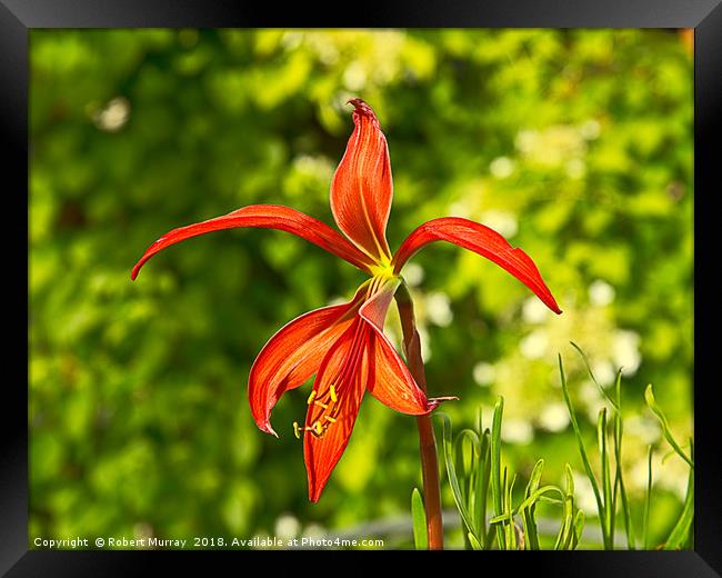 Aztec Lily Framed Print by Robert Murray