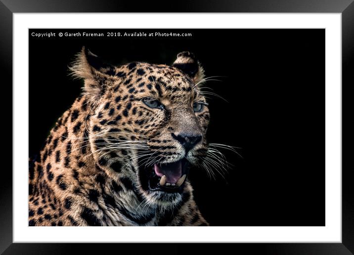 North Chinese Leopard Framed Mounted Print by GadgetGaz Photo